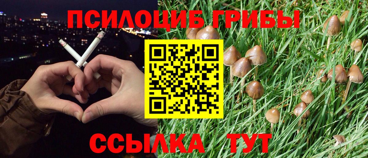 Галлюциногенные грибы Psilocybine cubensis Мытищи